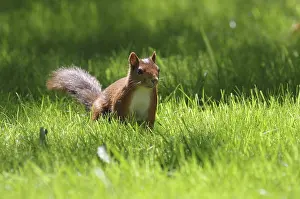 German Wildlife Photos Stampe: Squirrel (Sciurus), grass, sunlight, Germany