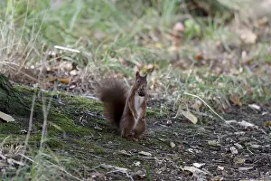 Deserted Forest Scenes Stampe: Squirrel (Sciurus), nut, forest floor