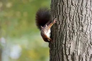 Central Europe Animals Stampe: Squirrel (Sciurus), tree trunk, Germany