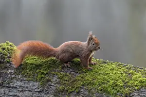 German Nature Scenes Stampe: The squirrel (Sciurus vulgaris)