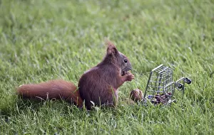 Deserted Supermarket Scene Stampe: A squirrel sits in the grass and eats nuts from a small cage