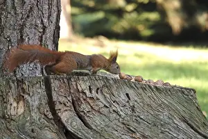 Winter In Germany Stampe: Squirrel, winter, Germany
