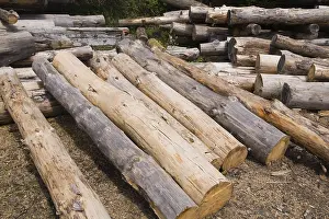 Raw Wood Material Stampe: Stack of Eastern white pine tree logs