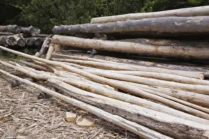 Stacked Wooden Logs Stampe: Stack of Eastern white pine tree logs