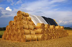 Agricultural Field Stampe: Stack of round straw bales