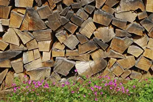 Piled Up Wood Stampe: Stack of wood