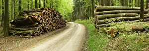 Deserted Wood Storage Stampe: Stack of wood at the forest road in spring