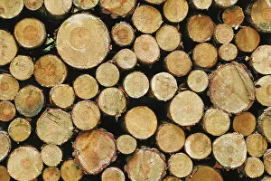 Annual Ring Structure Stampe: Stacked tree trunks