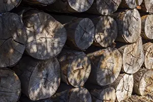 Tree Trunk Pile Stampe: Stacked tree trunks