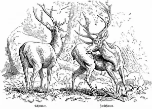 Historical Hunting Scenes Stampe: Stags, Eights and Twelve in the Forest