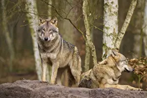 German Wildlife Habitat Stampe: A standing and a lying wolf in the forest