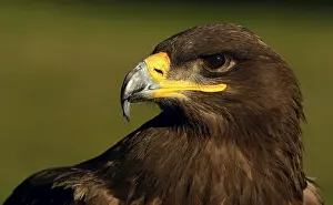 Stampe di Aquila delle Steppa Aquila Della Steppa Stampe: Aquila delle Steppe