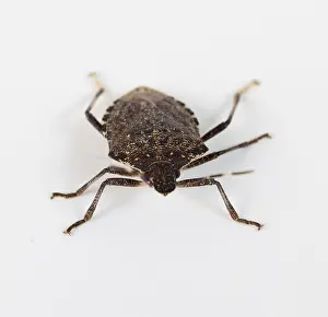 Studio Shot Animal Stampe: Stink bug or Shield bug facing the camera on a white background