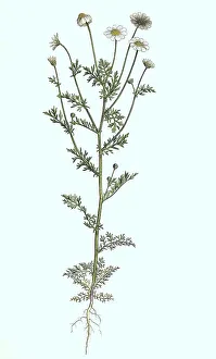 Digitally Restored Botany Image Stampe: Stinking chamomile (Anthemis cotula)