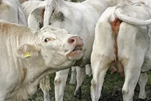 Stampe di Un odore insopportabile si diffonde nell'aria, un segno di qualcosa che non va Charolais Stampe: Un campo di fango in un'area industriale