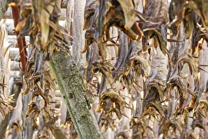 Stampe di Il pesce spada norvegese appeso per essiccare un metodo di conservazione antico, Lofoten, Norvegia Merluzzo Dell'Atlantico Stampe: Il pesce spada affumicato dal merluzzo appeso per essiccare un antico metodo di conservazione