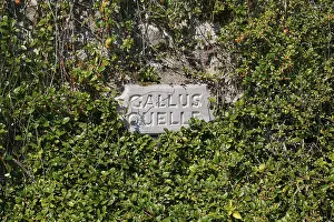 Baden Wurttemberg Germany Stampe: Stone tablet at the Gallus spring