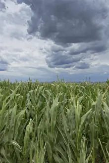 Gloomy Farmland Stampe: Storm clouds over corn fields