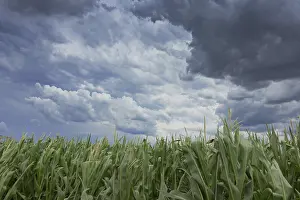 Gloomy Farmland Stampe: Storm clouds over corn fields