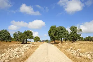 Cloudy Daytime Landscape Stampe: Straight path through the landscape
