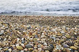 Sea Shore Landscape Stampe: Stranded seashells, beach
