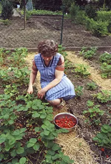 Female Farmer Stampe: Strawbery