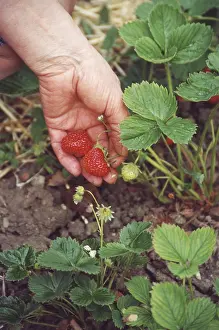 Red Strawberry Stampe: Strawbery