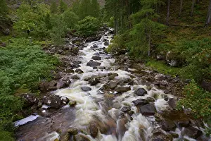 Forest Creek Water Flow Stampe: The stream flows quickly over rocks through a thick forest