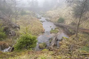 Harz National Park Stampe: Stream at the Oderteich, Nebel