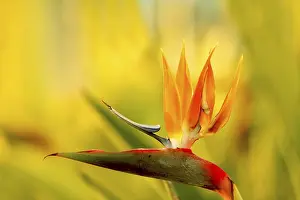 Stampe di Strelitzia Uccelli Del Paradiso Stampe: Strelitzia