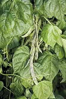 Green Plant Life Stampe: String beans