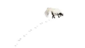 Wild Animal Movement Stampe: Striped skunk, Mephitis Mephitis