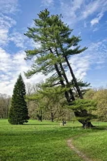 Deserted Pine Tree Stampe: Strobe, also called eastern white pine (Pinus strobus)