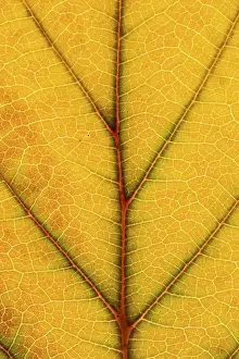 Autumn Leaf Structure Stampe: Structure of an autumn-colored leaf