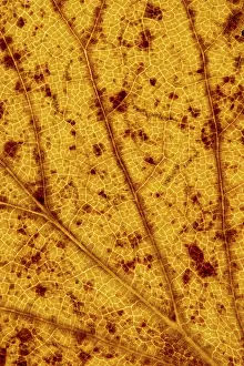 German Autumn Colors Stampe: Structure of an autumn-colored leaf