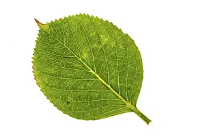 Autumn Leaf Structure Stampe: Structure of an autumn-colored leaf