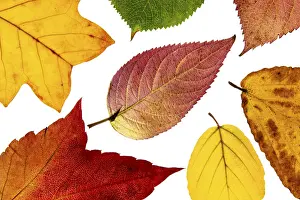 Autumn Leaf Structure Stampe: Structure of an autumn-colored leaf