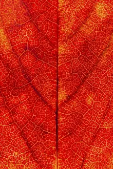 European Autumn Color Stampe: Structure of an autumn-colored leaf
