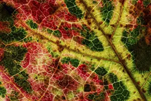 Autumn Leaf Structure Stampe: Structure of an autumn-colored leaf