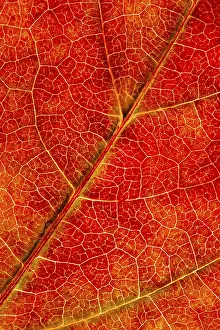 German Fall Foliage Stampe: Structure of an autumn-colored leaf