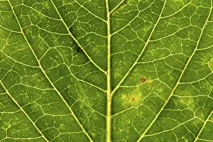 Autumn Leaf Structure Stampe: Structure of an autumn-colored leaf
