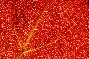 Autumn Leaf Structure Stampe: Structure of an autumn-colored leaf