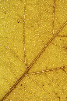 German Autumn Colors Stampe: Structure of an autumn-colored leaf