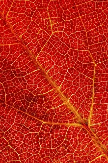 Autumn Leaf Structure Stampe: Structure of an autumn-colored leaf