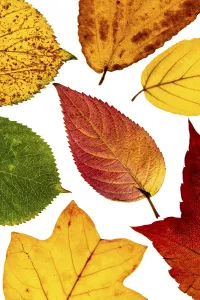 Northern German Nature Scenes Stampe: Structure of an autumn-colored leaf
