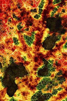 German Autumn Colors Stampe: Structure of an autumn-colored leaf