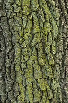 Oak Tree Bark Structure Stampe: Structure of the bark of an oak (Quercus)