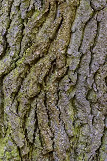 Oak Tree Bark Stampe: Structure of the bark of an oak (Quercus)
