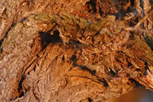 Deciduous Tree Structure Stampe: Detail of the structure of the bark of a willow tree
