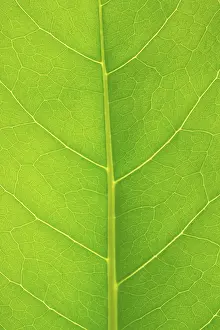 Leaf Structure Stampe: Structure of a leaf
